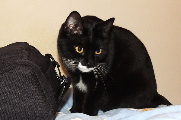 Black and White Cat
